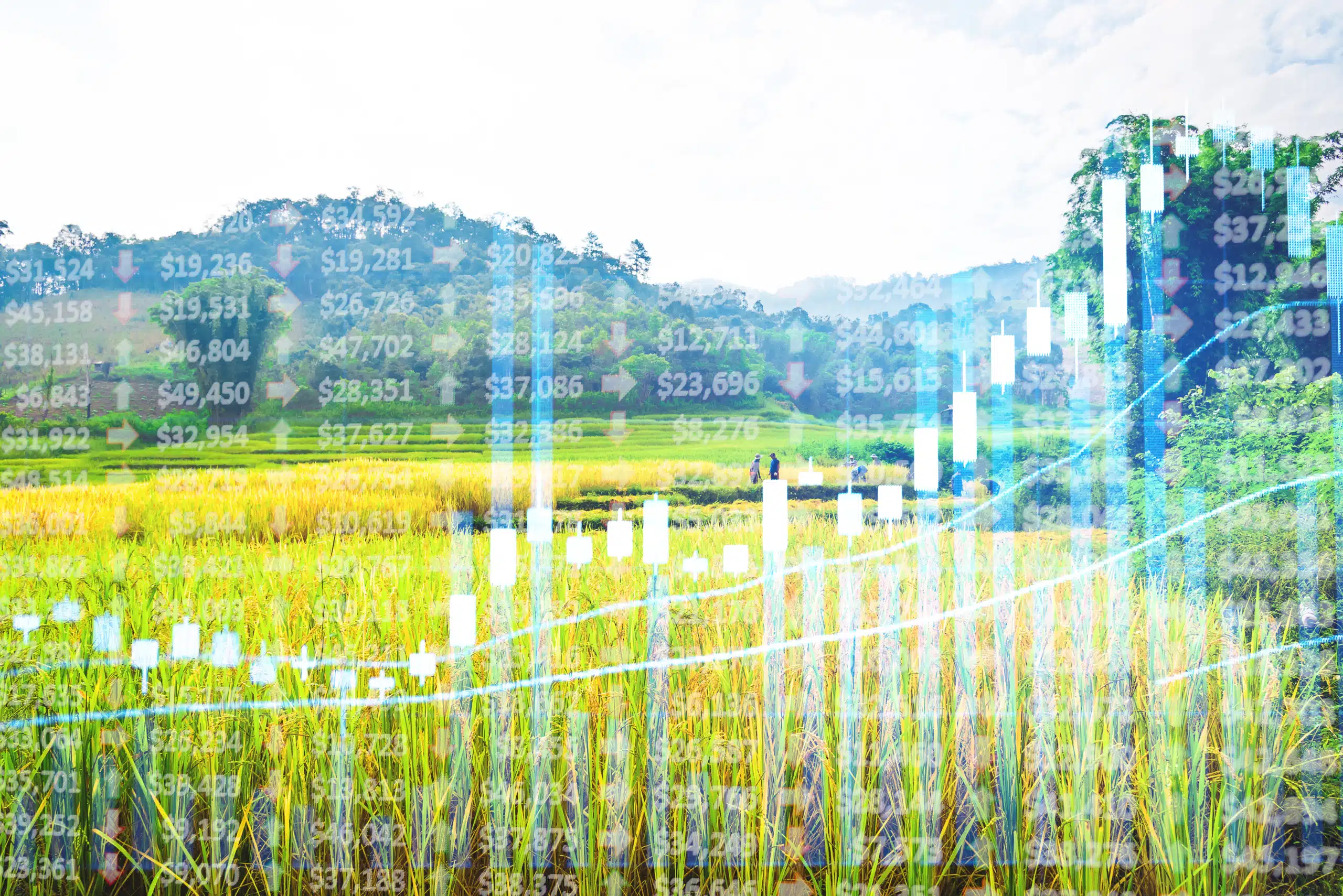 Insights - Commodities