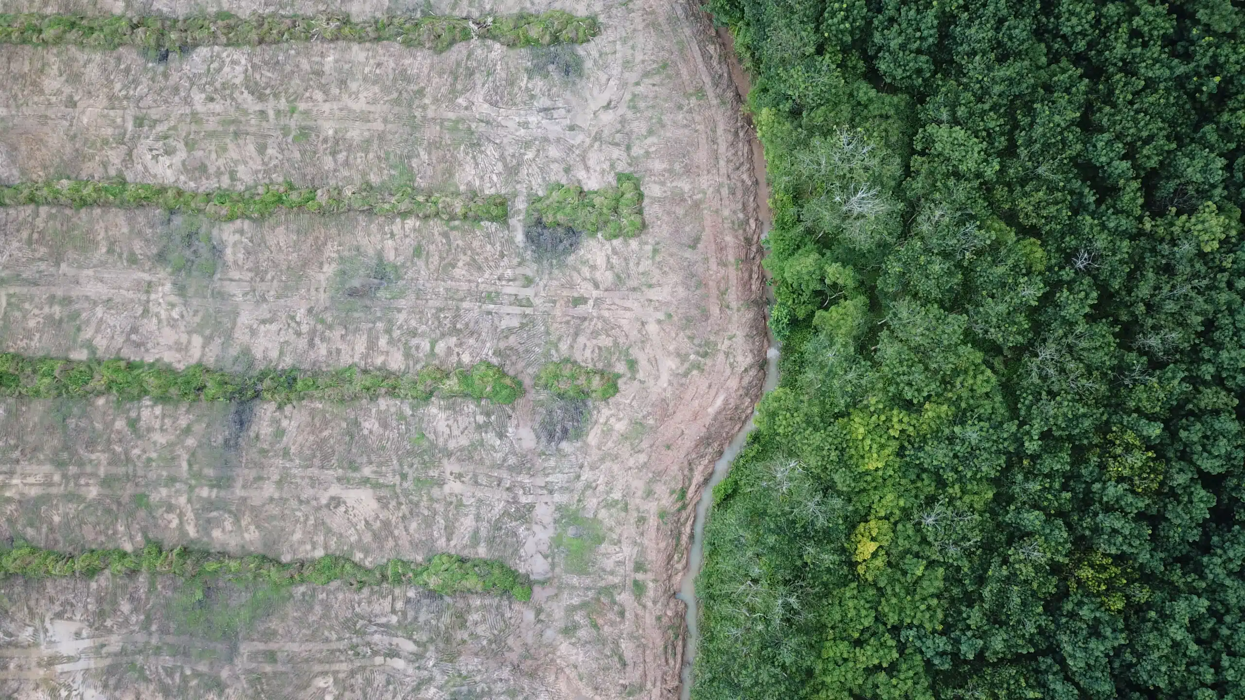 deforestation